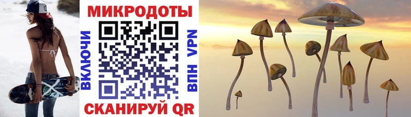 Купить где  Выборг  Псилоцибиновые грибы Psilocybine cubensis 